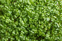Load image into Gallery viewer, Broccoli Seeds 80G (Microgreens)