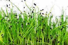 Load image into Gallery viewer, Micro Garlic Chive Seeds 100G (Microgreens)