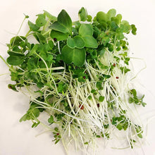 Load image into Gallery viewer, Zesty Mix Seeds 80G (Microgreens)
