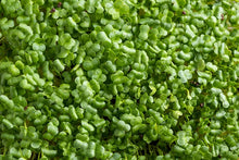 Load image into Gallery viewer, Broccoli Seeds 80G (Microgreens)
