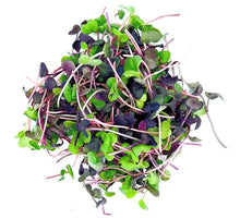 Load image into Gallery viewer, Radish Confetti Seed 90G (Microgreens)
